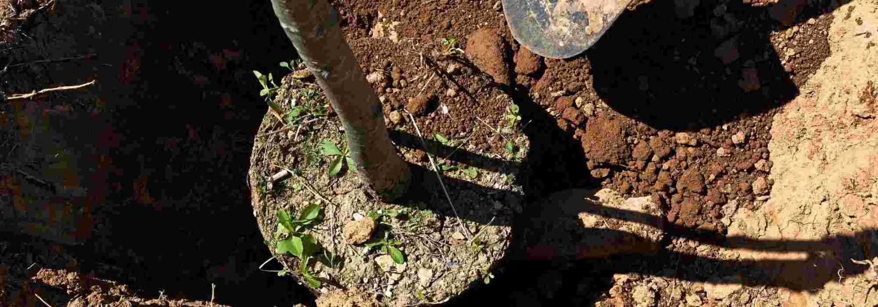 Planter des arbres et arbustes de grande taille : pour un effet immédiat