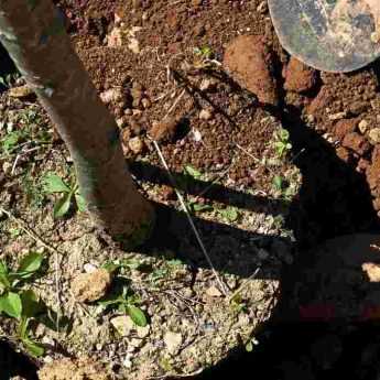 Planter des arbres et arbustes de grande taille : pour un effet immédiat