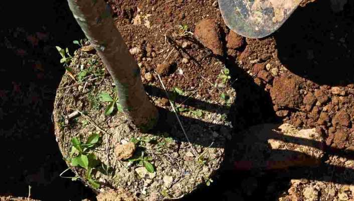 Planter des arbres et arbustes de grande taille : pour un effet immédiat