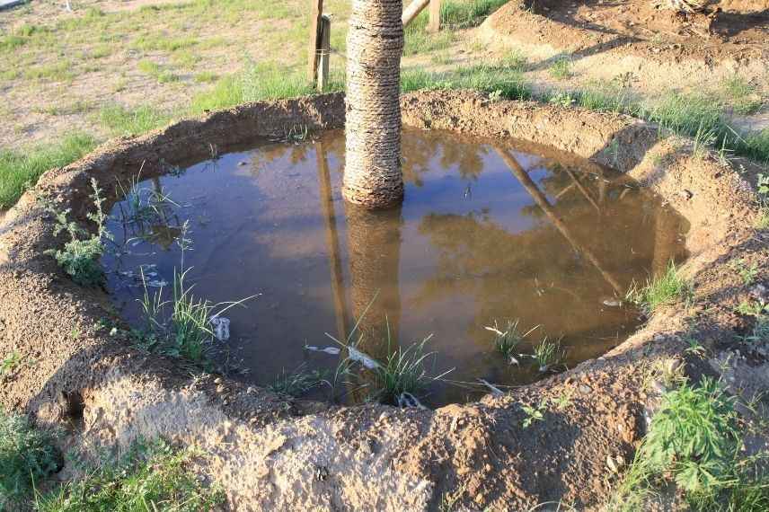 entretenir un arbre