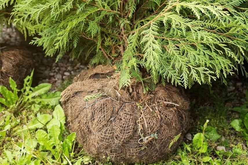 planter arbuste en motte