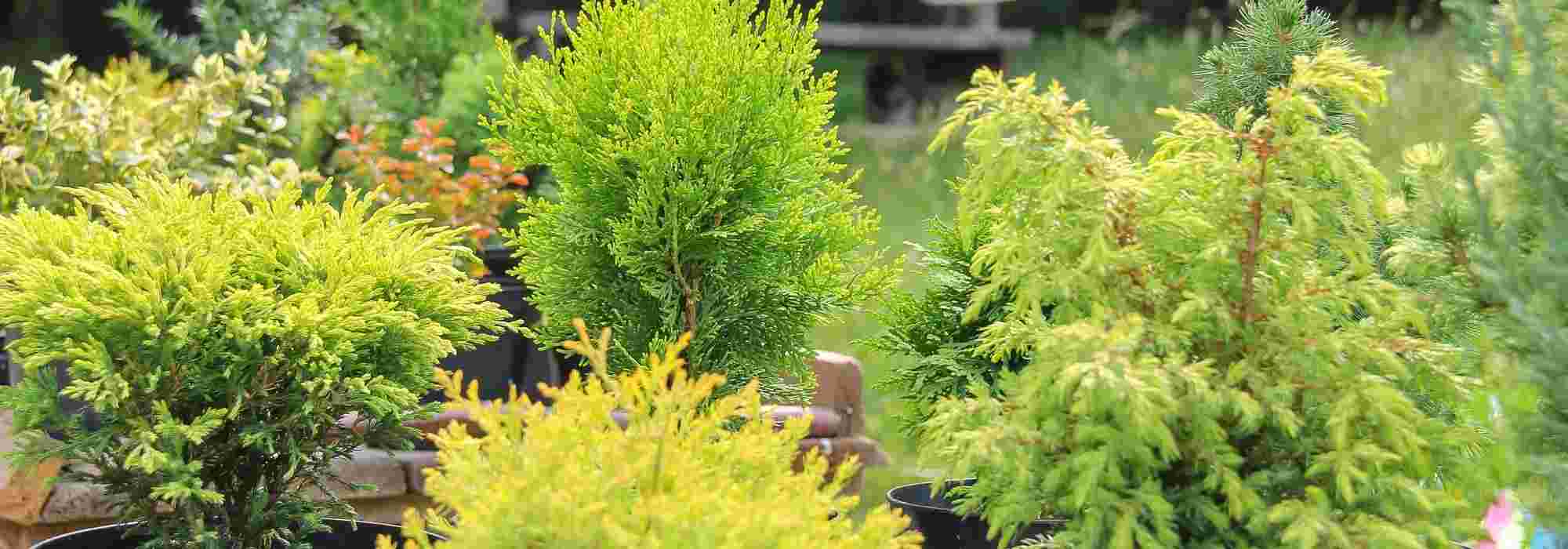 5 arbres nains à cultiver sur un balcon venté