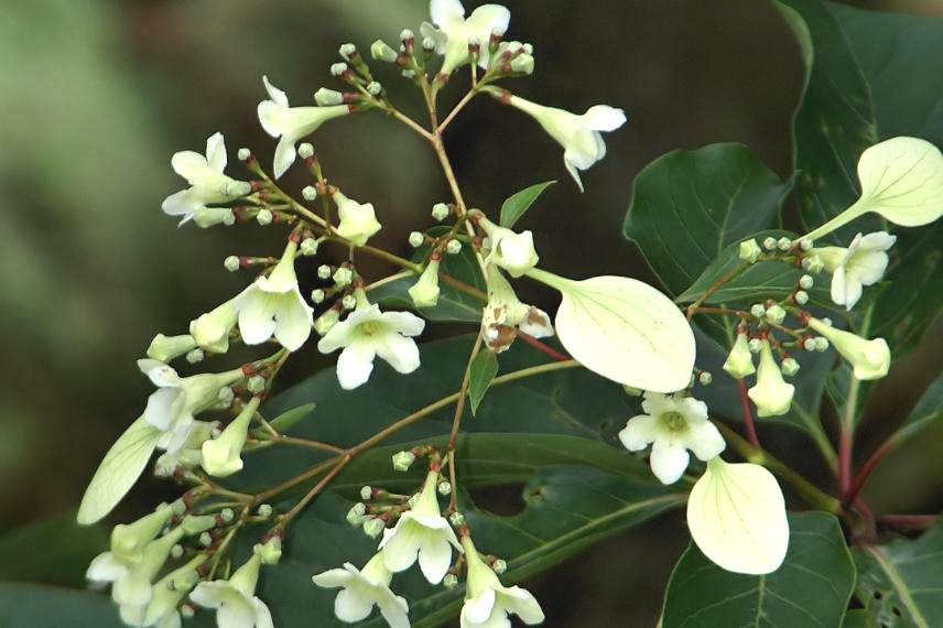 Emmenopterys henryi arbre à floraison blanche