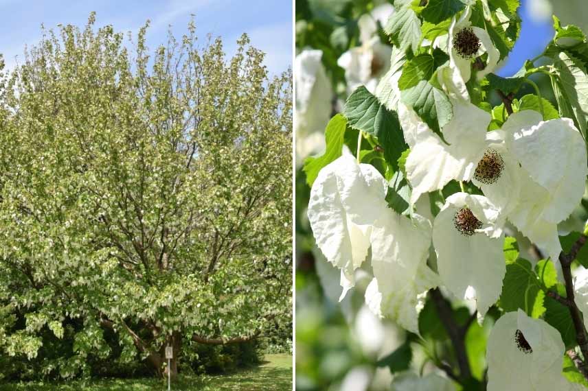 Davidia involucrata Arbre à mouchoir arbre à fleurs blanches