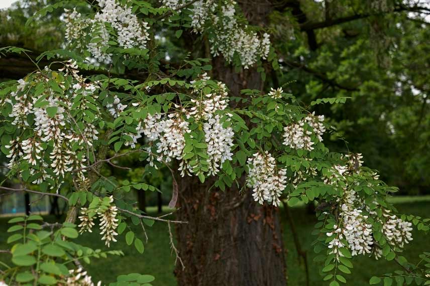 Robinia pseudoacacia Faux-acacia arbre à fleurs blanches