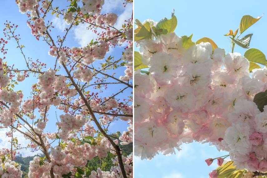 Prunus serrulata 'Shirofugen' Cerisier à fleurs arbre à fleurs blanches