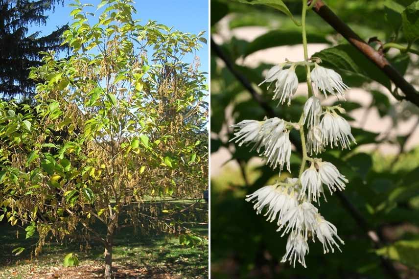 Pterostyrax hispida Arbre aux épaulettes arbre à fleurs blanches