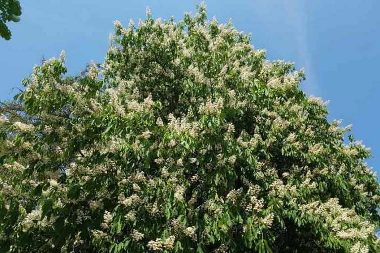Arbre Grosse Fleur Blanche
