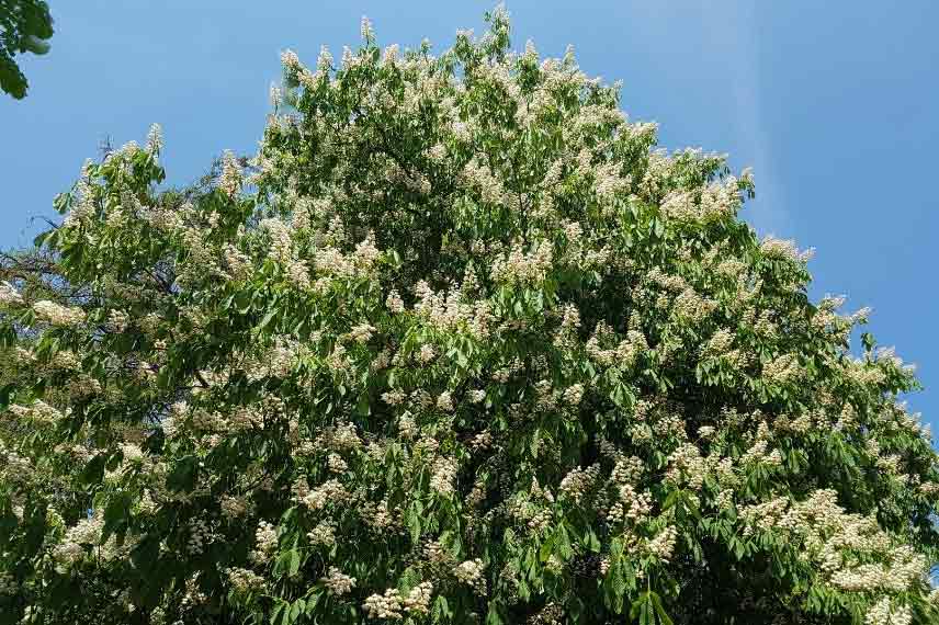 Aesculus hippocastanum Marronnier commun arbre à fleurs blanches