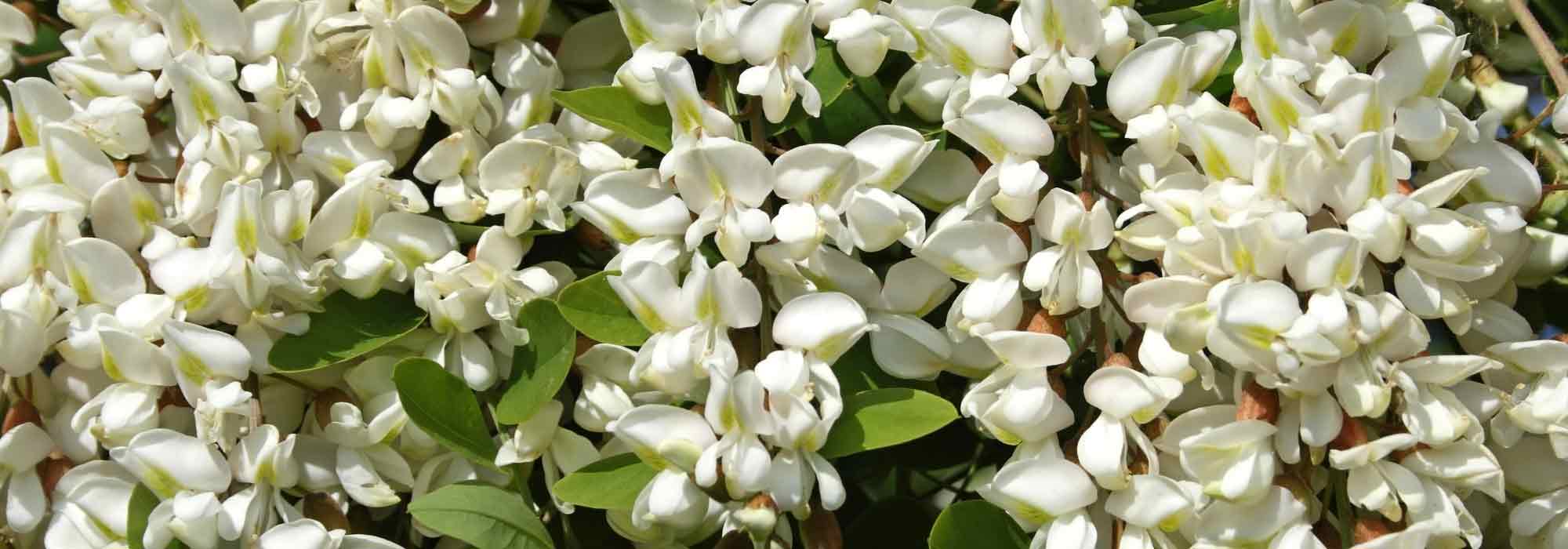 Arbre fleurs blanches
