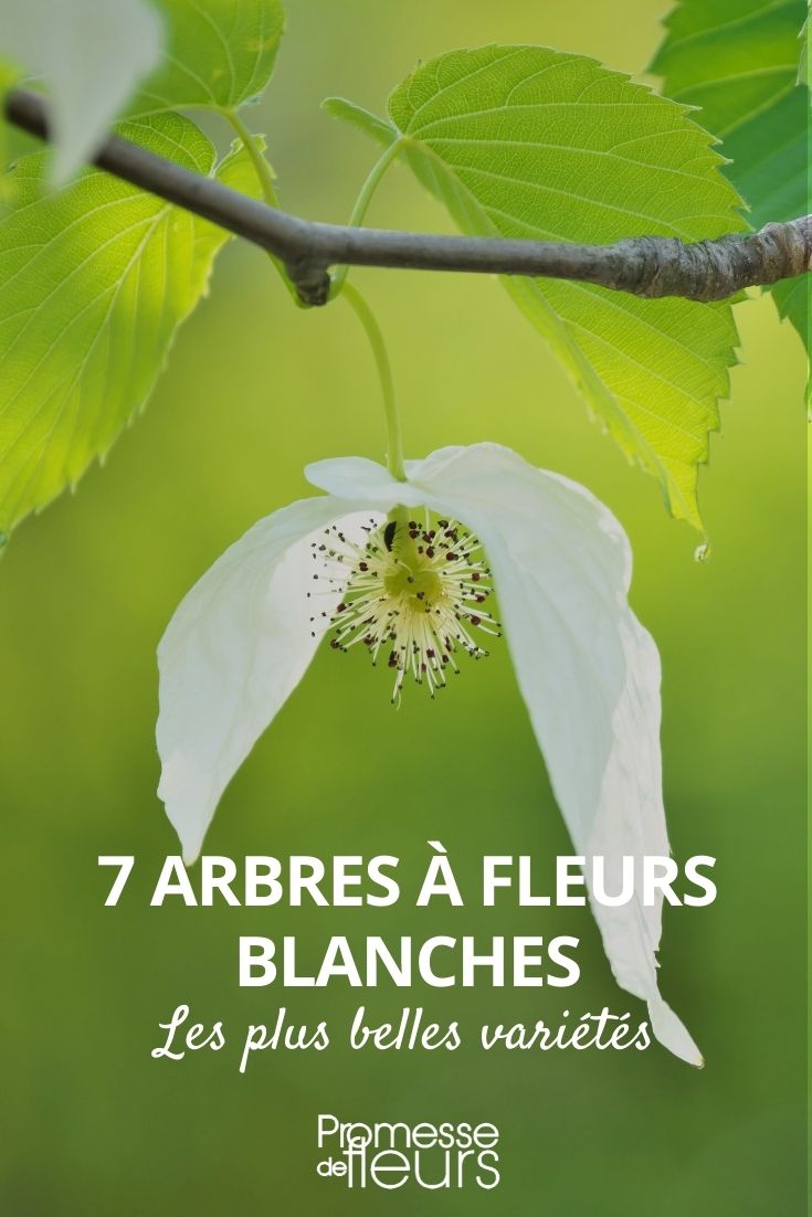 7 arbres à fleurs blanches - Promesse de Fleurs