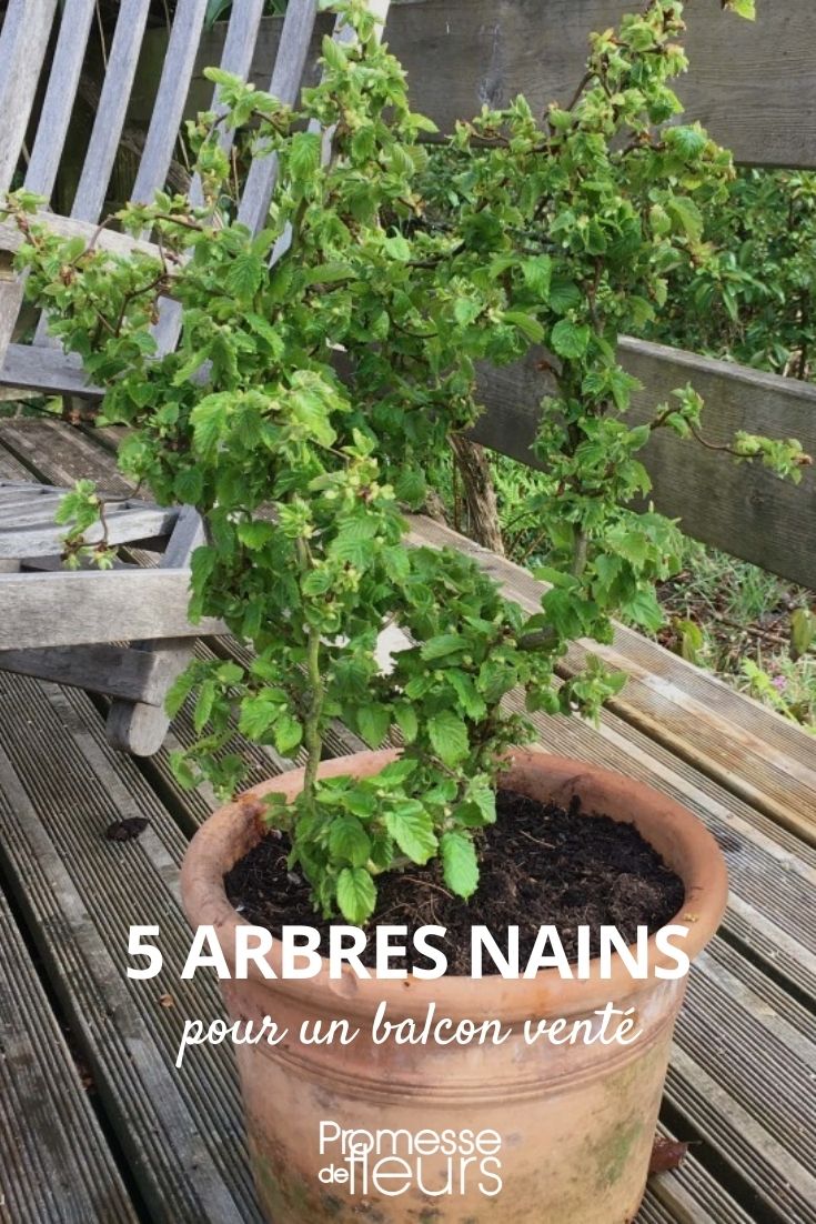 arbres nains pour balcon venté