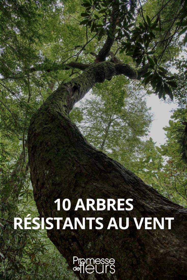 arbres résistants au vent