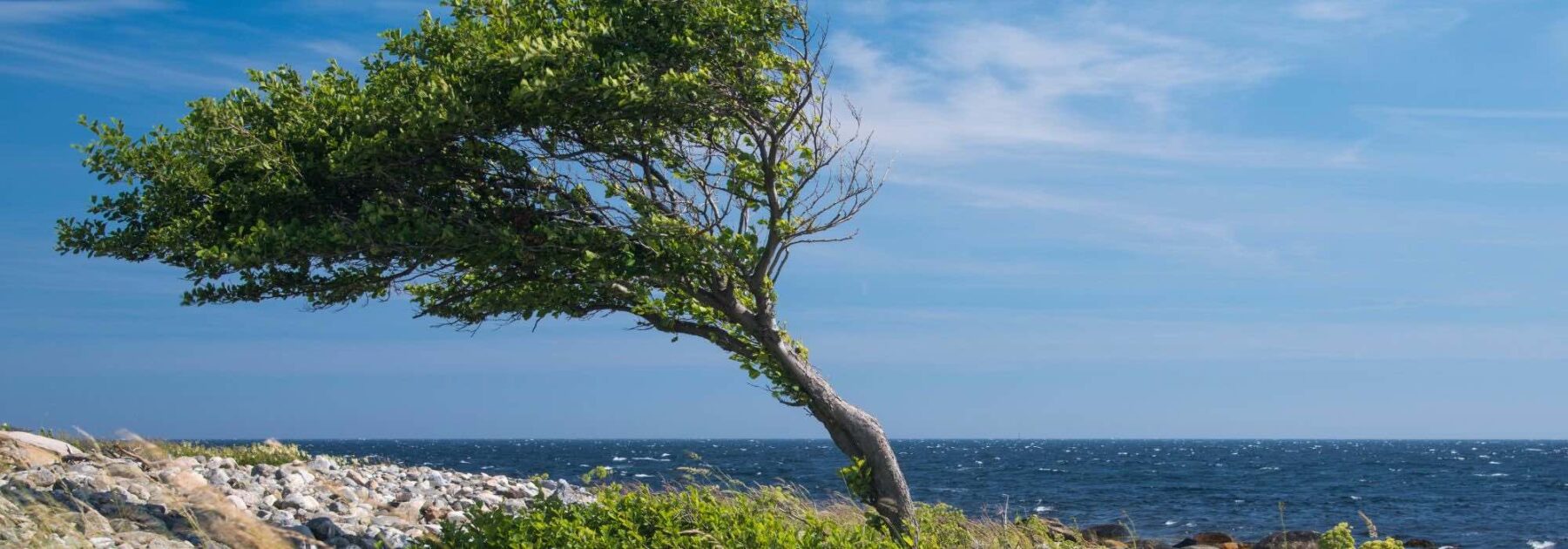 10 arbres résistants au vent