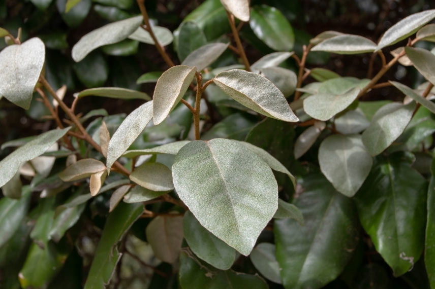 arbustes de haie pour débutants Elaeagnus ebbingei chalef