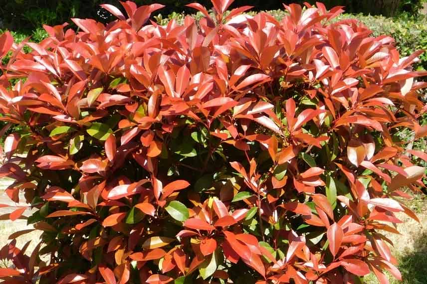 arbustes de haie pour débutants Photinia