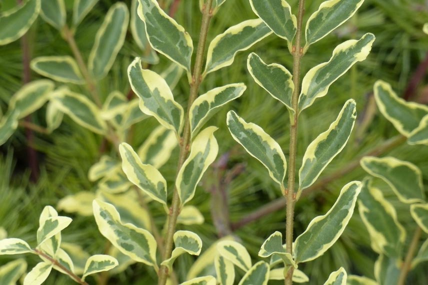 arbustes de haie pour débutants Ligustrum ibota 'Musli' troène panaché