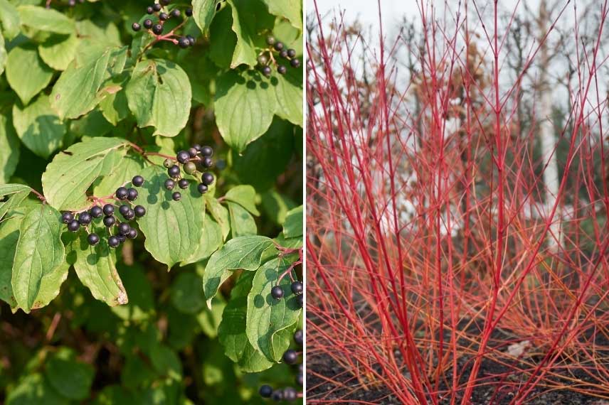 arbustes de haie pour débutants Cornus sanguinea Cornouiller sanguin