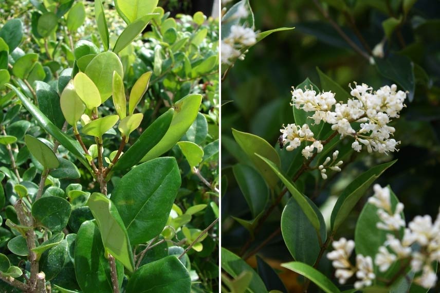 arbustes de haie pour débutants Ligustrum japonicum 'Texanum' Troène du Texas