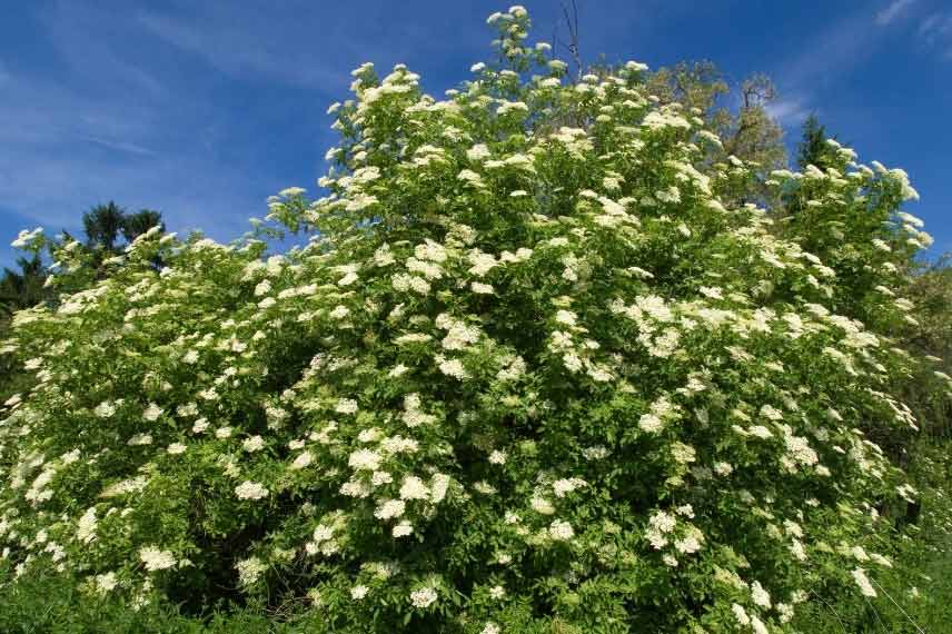 arbustes de haie pour débutants Sambucus nigra Sureau noir