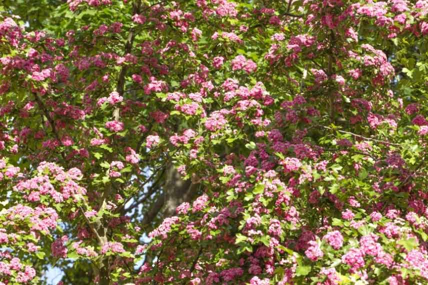 arbustes de haie pour débutants Crataegus laevigata Rosea 'Flore Pleno' Aubépine des bois