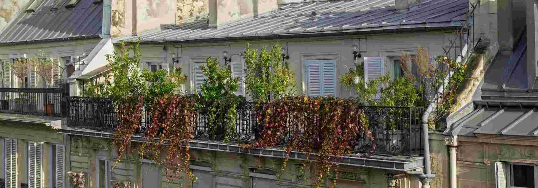 5 Plantes à Mettre en Bac comme Brise Vue ! (sur balcon/terrasse) 