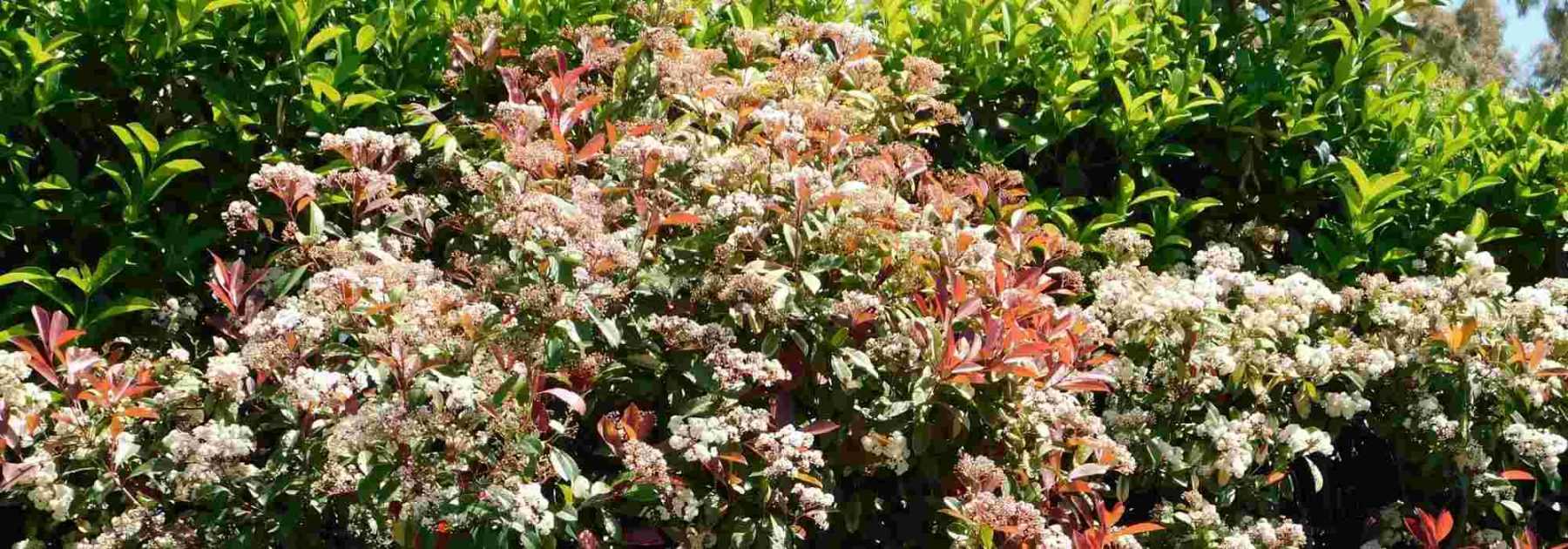 8 arbustes pour créer une haie brise-vue - Promesse de Fleurs