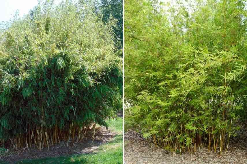 bambou pour cacher vis-à-vis