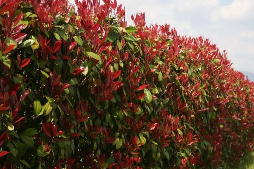 haie de photinia, arbuste brise-vue à feuillage rouge 