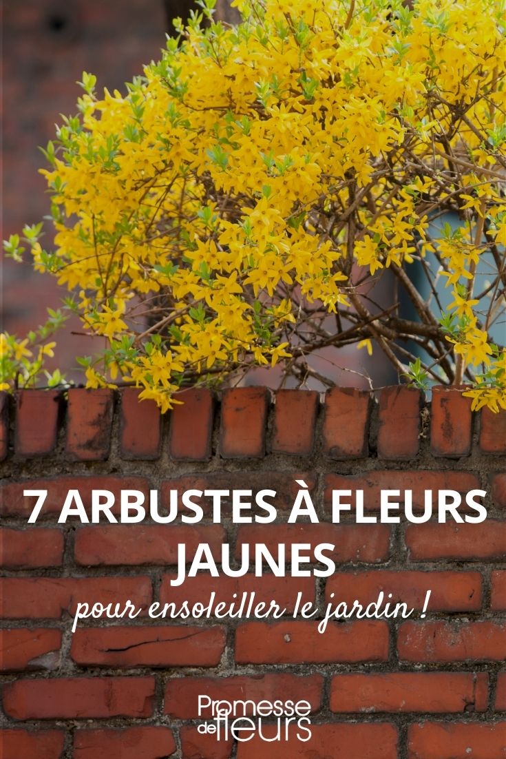 arbustes fleurs jaunes