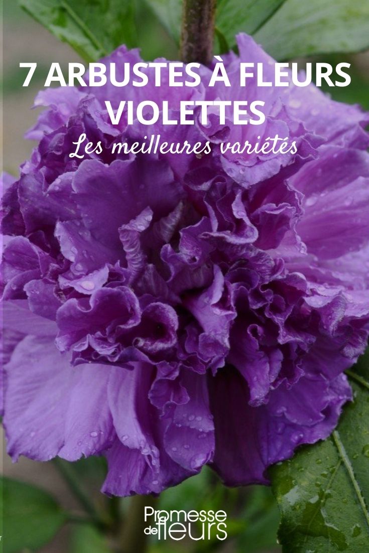 arbustes fleurs violet