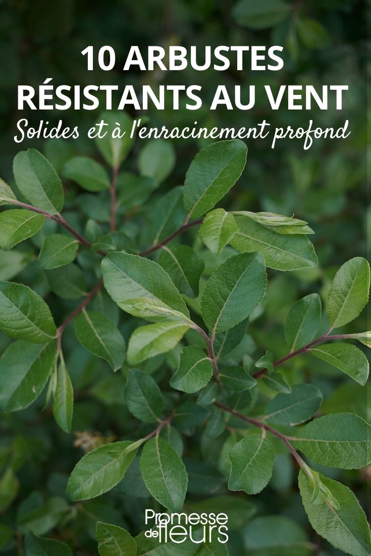 Brise-vue résistant au vent fort : 5 solutions