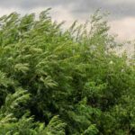 10 arbustes résistants au vent