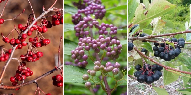 quel aronia pour baies séchées