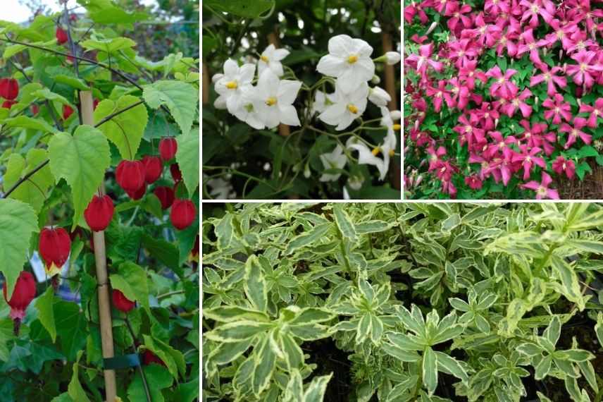 associer lanterne chinoise en pot, associer abutilon en pot