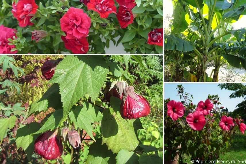 associer lanterne chinoise jardin exotique