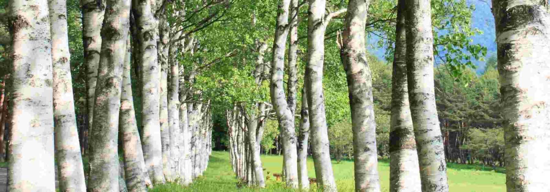 Entreprise familiale d'abaisse-langues en bois de peuplier