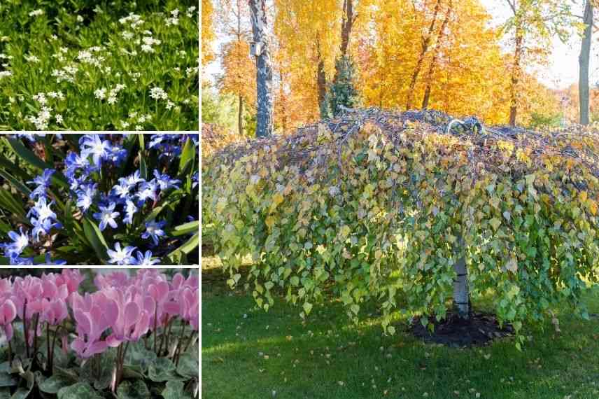 associer bouleau en isolé avec plantes couvre-sol