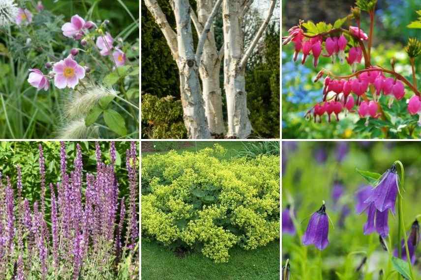 associer bouleau jardin à l'anglaise