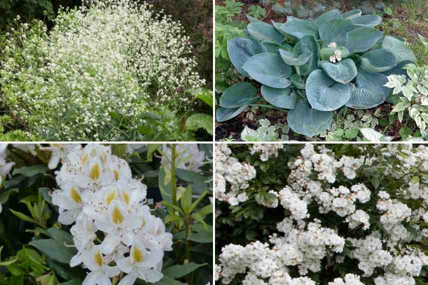 associer crambe jardin monochrome blanc