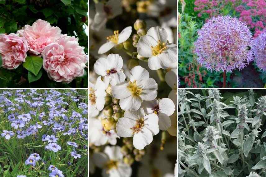 associer crambe jardin romantique