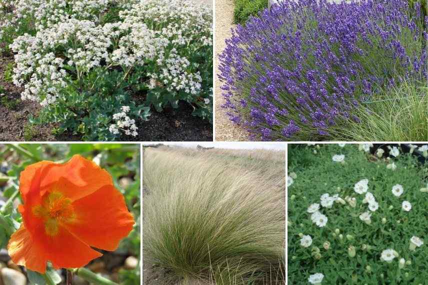 associer crambe jardin bord de mer