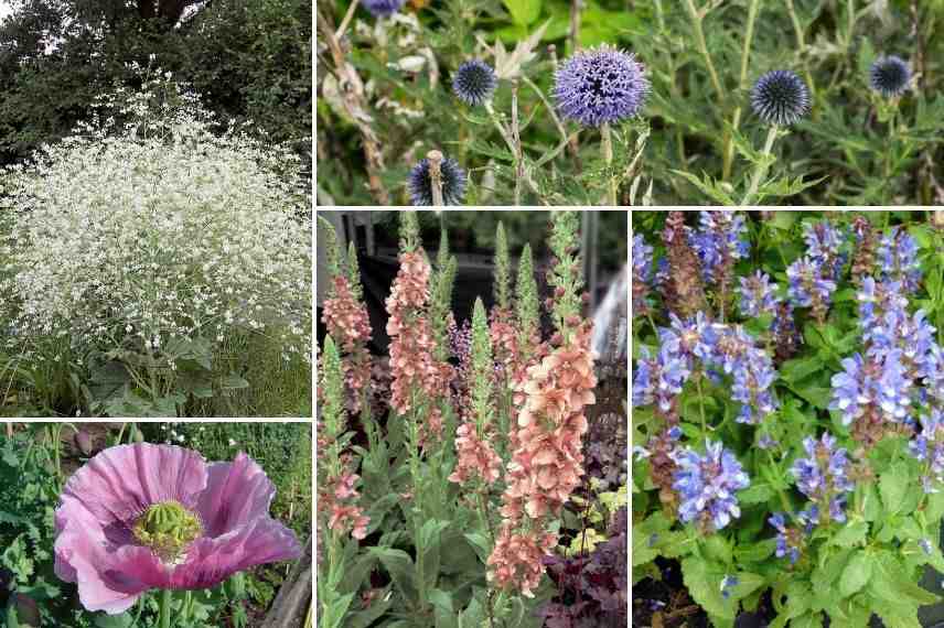 associer crambe jardin naturaliste