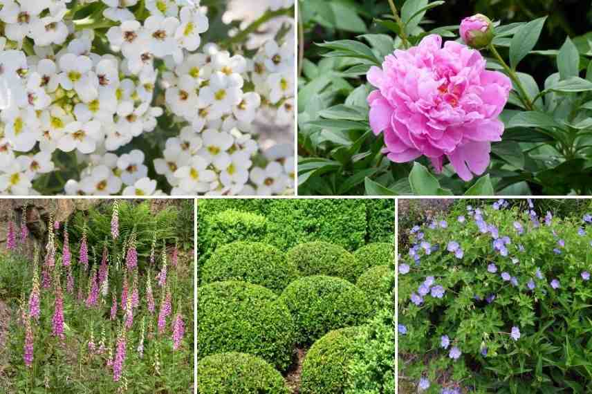 associer crambe mixed-border