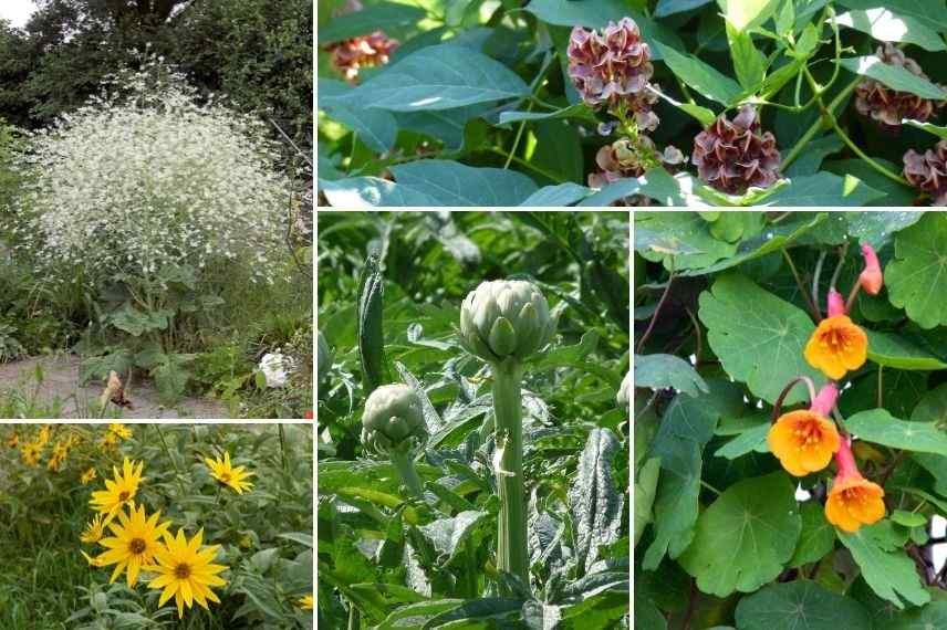 associer crambe avec légume