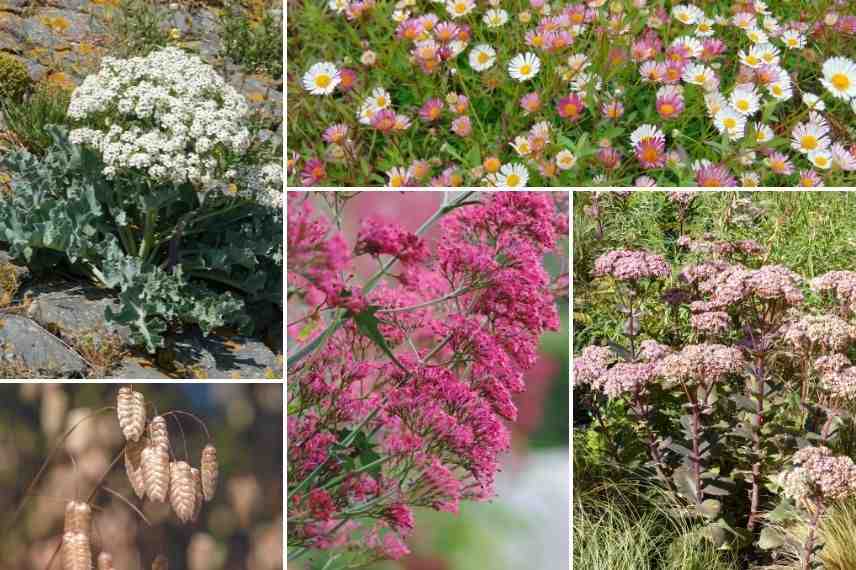 associer crambe en rocaille