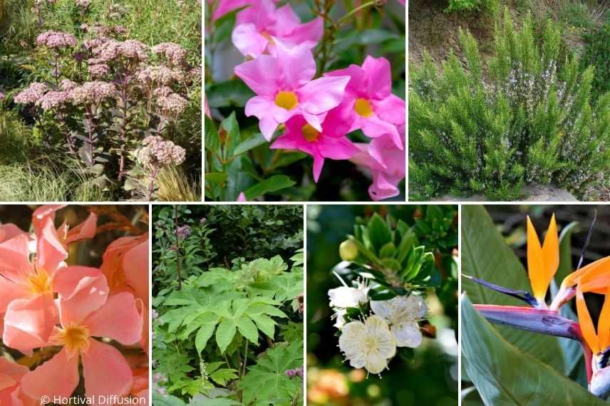 associer mandevilla pleine terre, associer dipladénia massif méditerranéen