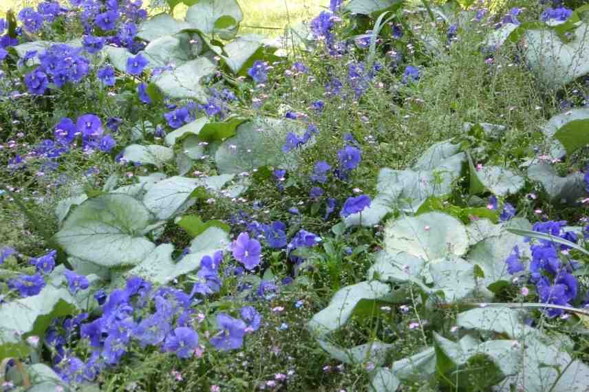 jardin bleu, aménager un jardin bleu, conseil jardin bleu, comment concevoir un jardin bleu, jardin bleu idées, jardin bleu associations