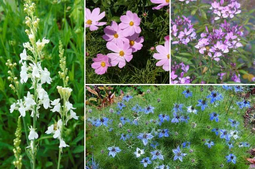 associer linaire jardin naturel