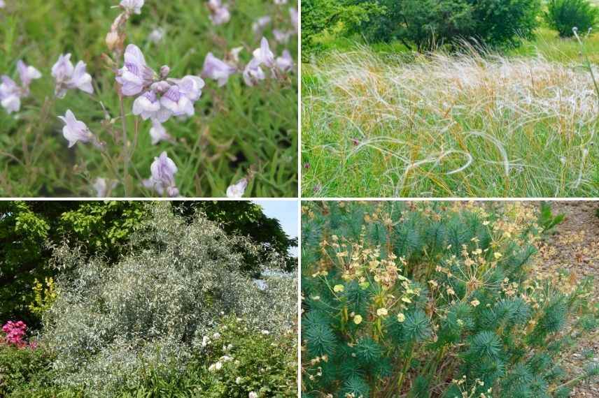 associer linaire jardin méditerranéen